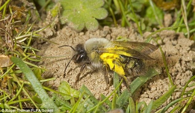 Loài ong Andrena Vaga, hay còn được gọi là ong mỏ (mining bee), một loài ong quý hiếm, được cho là đã tuyệt chủng ở Anh kể từ năm 1946, bất ngờ tái xuất tại Kent.